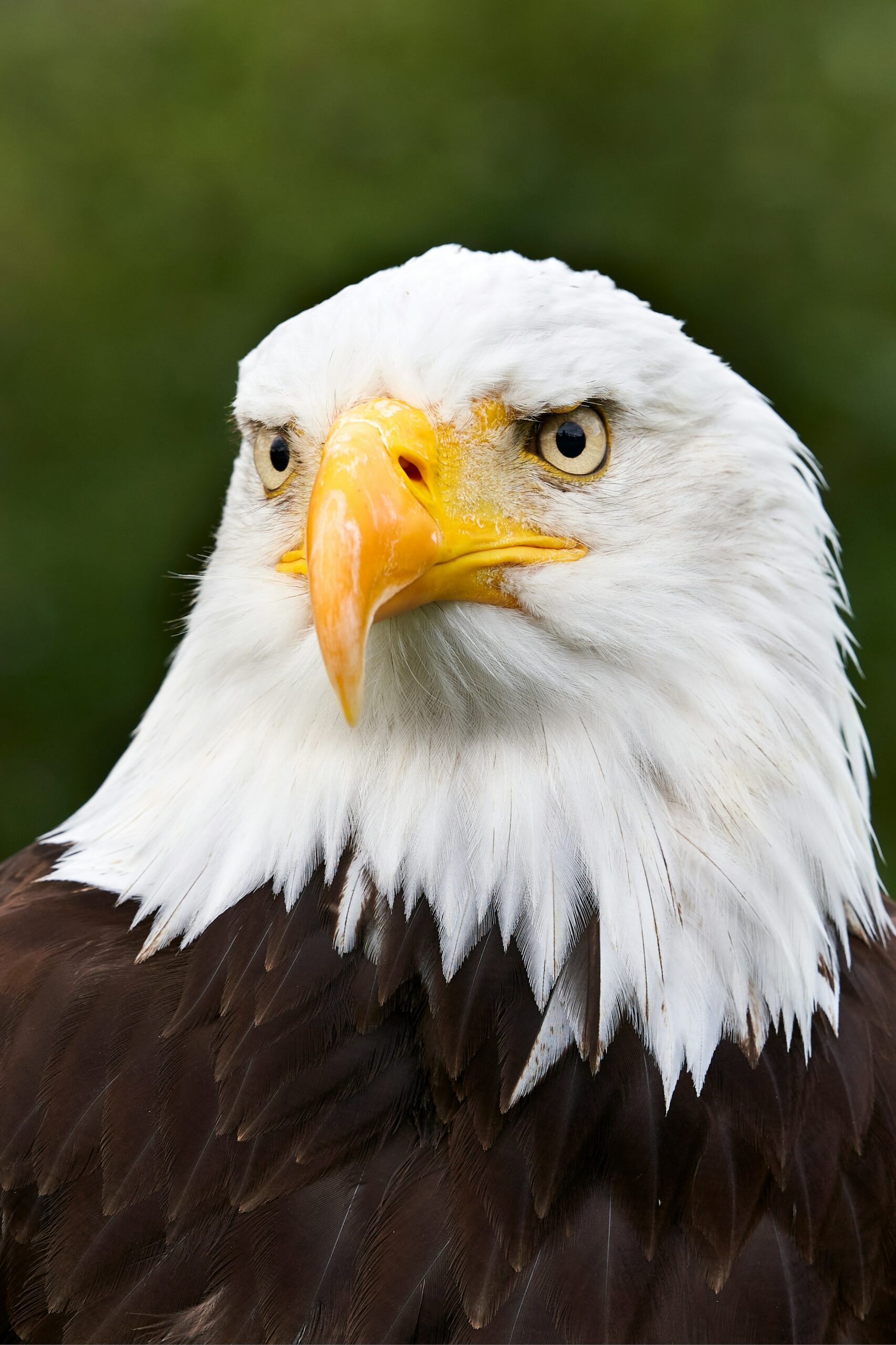 Bald eagle